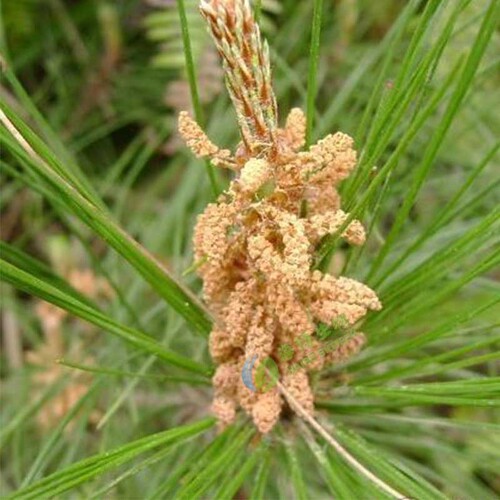 Branched Pine Pollen 98% Branched Rate Pine Pollen, Hai Bo Biology, Bulk Purchase Advantage