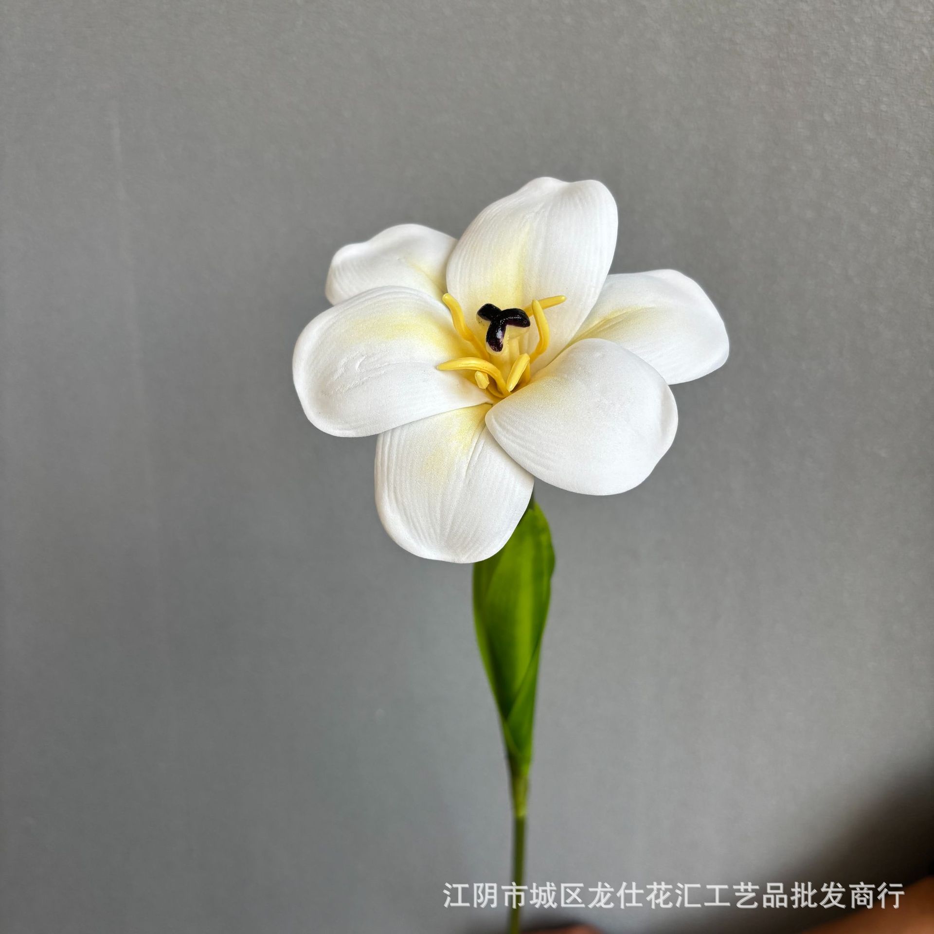 웃는 튤립