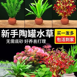 ˮ���~���쾰�[���������ˮ���žG�����݃�ˮ��ֲ�չ�ˮ���ײ�