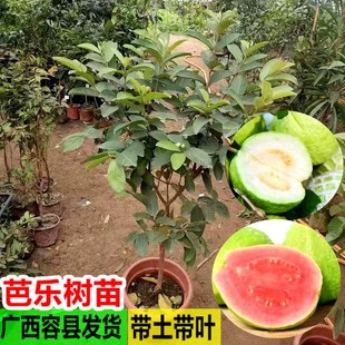 Guava Saplings, Pearl Guava Red Heart and White Heart Guava Saplings, Four-Season Fruit Grafted Seedlings, Southern Potted Ground Plantings