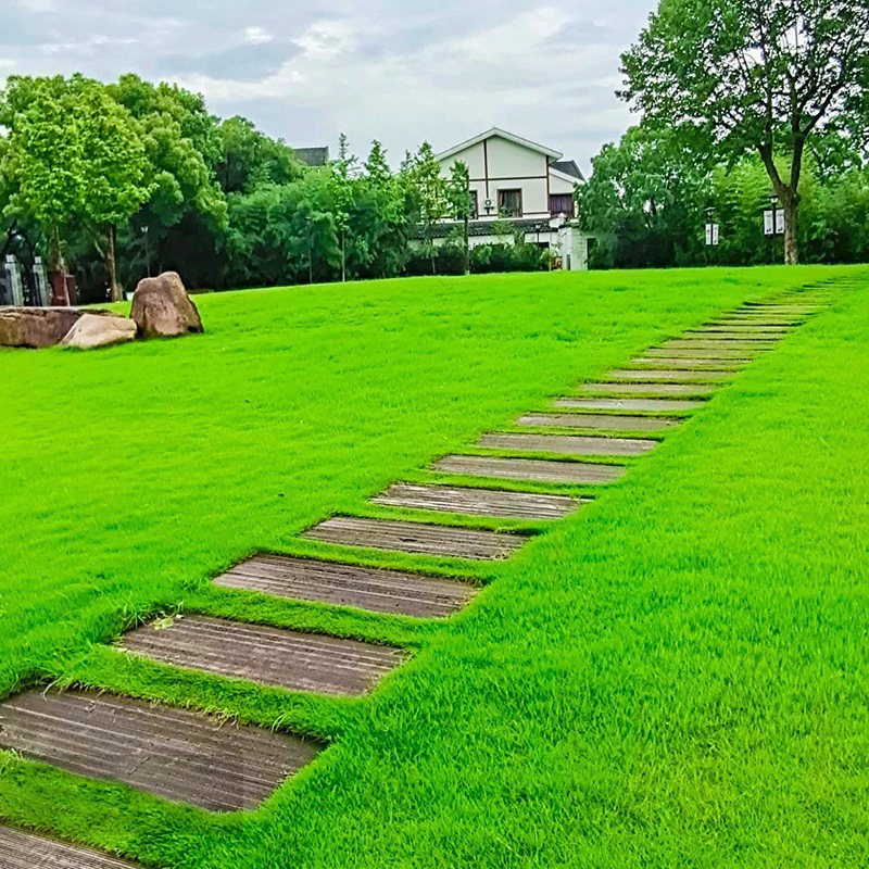 Импортные ползучие стрижки A4 Семена Двор Карлик Высококачественные семена газона Засухостойкие вечнозеленые семена газона