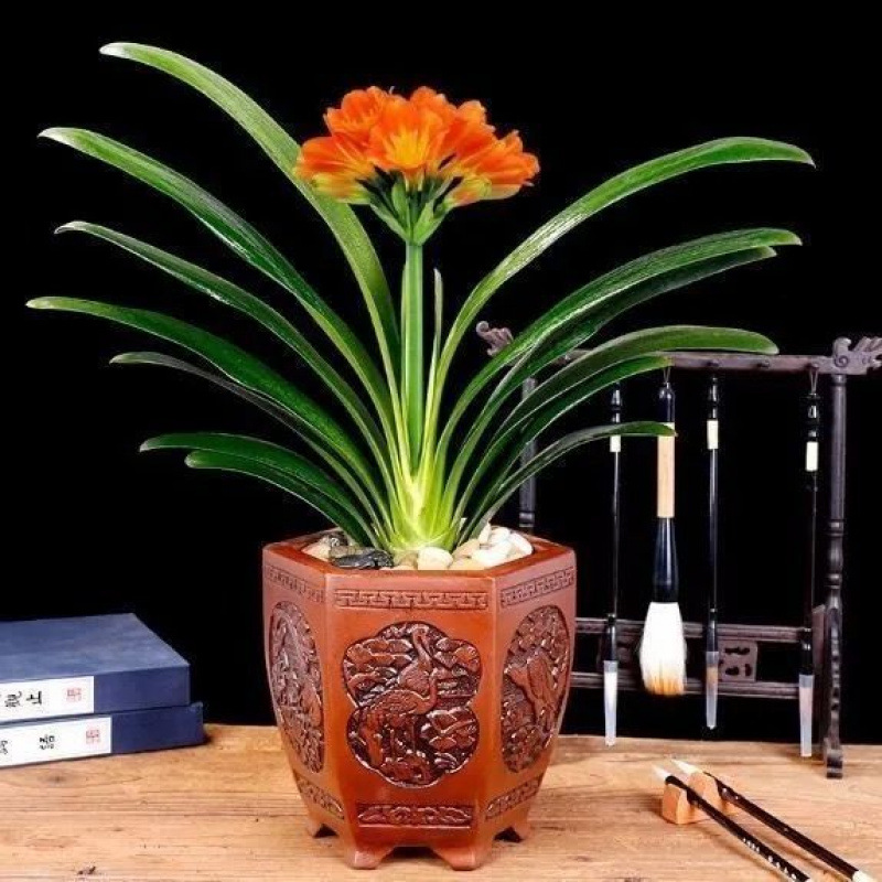 君子兰花君子兰盆栽君子兰苗四季常青植物蝴蝶兰花苗客厅君子兰