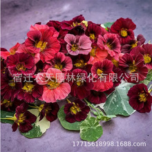 ���羳��؛������ɏ���N�Ӻ��ɻ� ��ɏ���҃��̨�����^��ֲ��