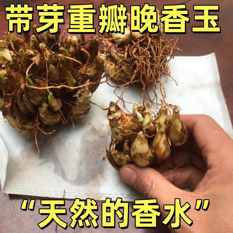 晚香玉种球夜来香花苗浓香型多年生植物室内外庭院四季易种晚香玉