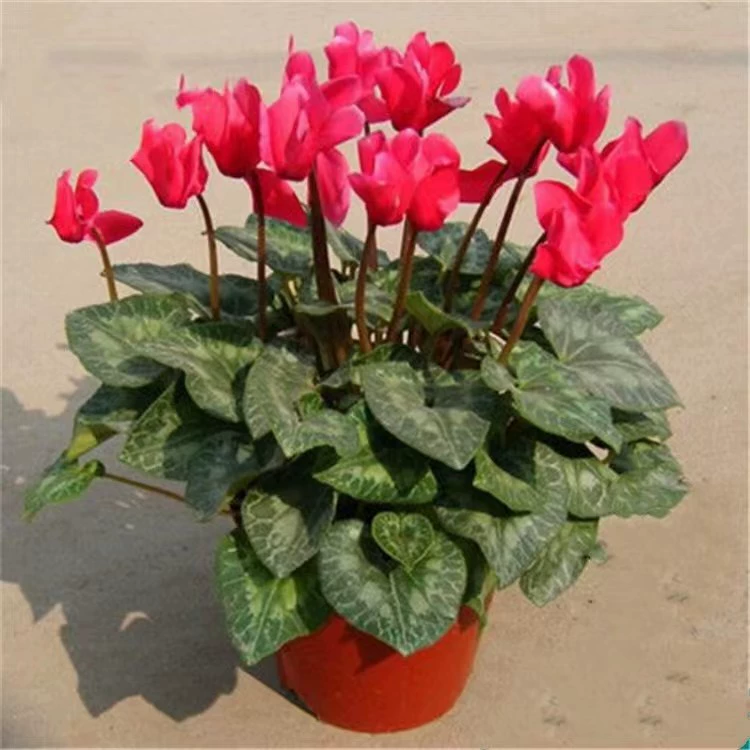 Оптовая цикламен горшечные растения с доставкой цветов хорошие Комнатные цветы Цветы Four Seasons балкон комнатные горшечные растения