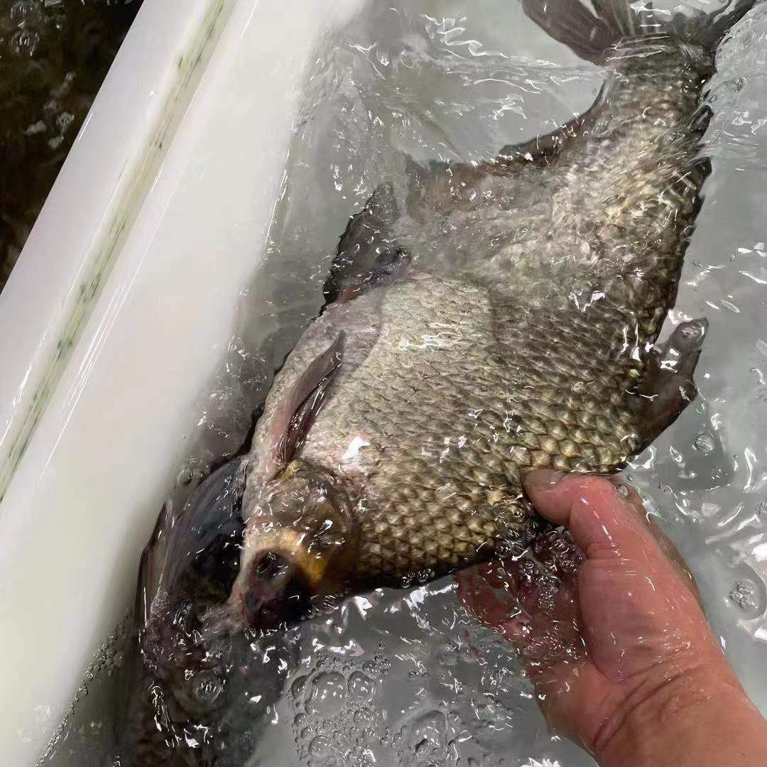 微山湖原生态武昌鱼新鲜活体现杀真空发货淡水鱼扁鱼鳊鱼水产饭店