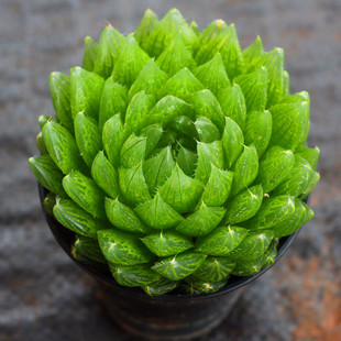 ¿͏dBÙˮ¶ֲyʮGֲ