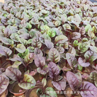 Base Wholesale Red Leaf Beet Potted Garden Landscape Florals Cold-Resistant Winter Grass Flower Red Leaf Beet Cup Seedlings