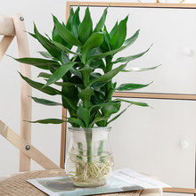 �^�����F��ˮ��ֲ����l؛�k���҃����Կ͏d�����׻�ֲ��ˮ��