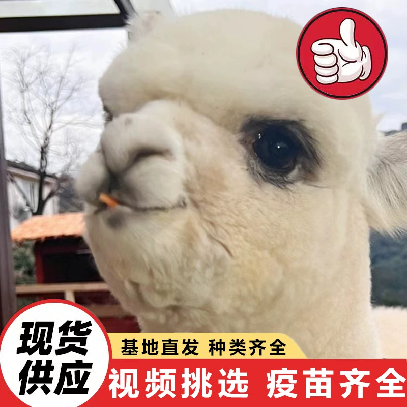 Продаются живые альпаки для продажи в живописных местах, интернет-знаменитость — альпака, бело-коричневый, покладливый и дружелюбный альпака, цена.
