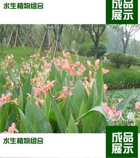 �N��˯ɏǧ�����S����������ˮ���������˽��Sβ�����׻�N��