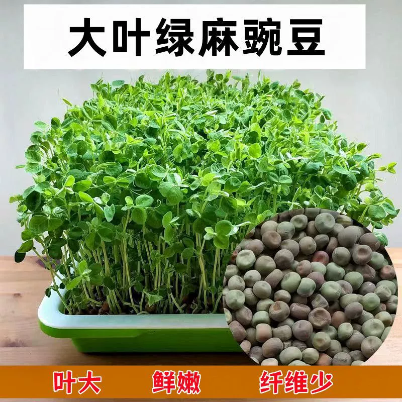Семена крупнолистного зеленого конопляного гороха семена гидропонных ростков рассады