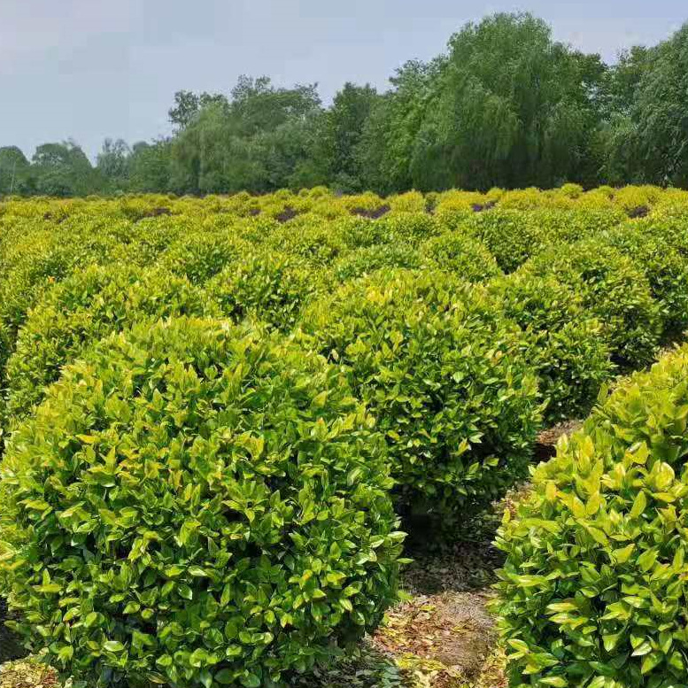 ��ɭŮ����5