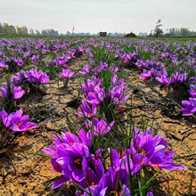 ���x�ؼt���N��lѿ�҃��������ļ����t��ֲ���̨�ͺ�ͥԺ����