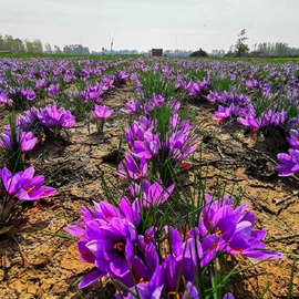 乔木;盆栽;灌木