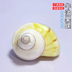 天然巻貝、アボカド、ヤドカリ、巻貝、魚の交換用殻、水槽の造園、家庭用家具、装飾品