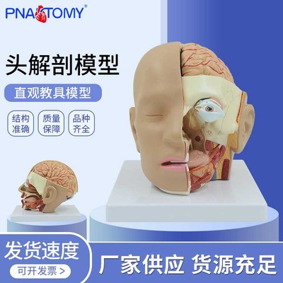 頭部解剖附腦動脈模型 頭中部切面模型頭腦解剖模型 頭解剖4部件