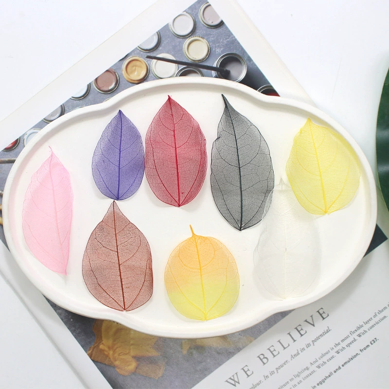 Вены листьев Кинг-Конга натуральные образцы растительного обучения ручной работы