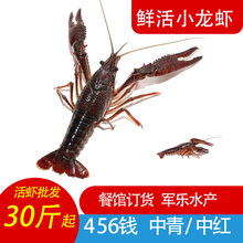 湖北鲜活小龙虾批发 456钱中青中红30斤活体虾水产大龙虾餐饮商用