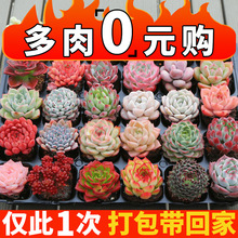 多肉植物大颗好养实惠组合绿植套餐室内外花卉小盆栽含盆土可