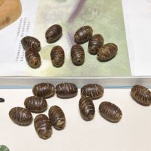 �����x©ɢ����������ִ�����ֳ����DIY������������l616