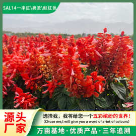 批发景观公园园林绿化种子家庭盆栽一串红花卉种子矮串红花种子