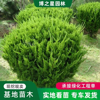 龙柏球苗基地批发工程绿化苗木规格齐全市政园林绿化用苗龙柏球