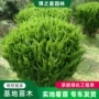 园林基地工程市政龙柏球