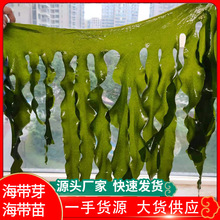 �}�n����ѿȹ����������ѿ��ѿ��側�������ʳ�����ú���ѿ���l