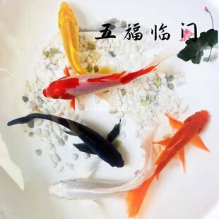 ���~���w�^�p�~�\���ݽ��~��ˮ�~�ڽ��\���\���׽��\��С���~