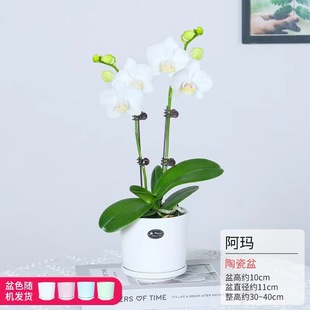 �����m�����r�����Ԏ����������k�����҃ȿ͏d�ļ�����ֲ����B��