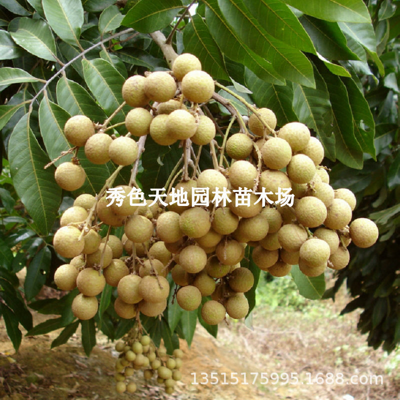 正宗龙眼树苖嫁接石硖桂圆树苗盆栽水果树果苗南方四季结果带土发
