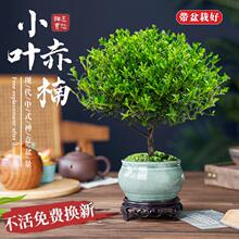С�~����辰�Ϙ�ֲ���k���҃ȾGֲ�����̨���B��̴�����z�ľ