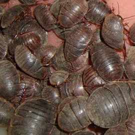 活土元500g克活的土元虫种卵地鳖虫两用土鳖虫活体干土元真货好货