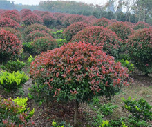 һ�����l���~�S�������׶���t�~ʯ骘������С�~Ůؑ��ɭ�G����