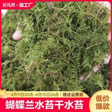 蝴蝶兰水苔干水苔兰花营养土苔藓石斛植物乌龟冬眠通用开花