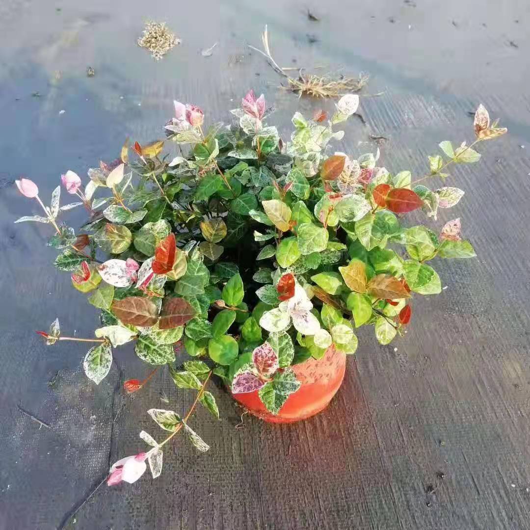 花叶络石双色杯3