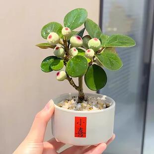 Little Bodhi Green Plant Potted with Fruits Bonsai Bodhi Tree Ceramic Flower Pot Chinese Zen Desktop Ornament Easy to Care for