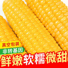 東北玉米新鮮黑土地黃糯微甜粘獨立真空包裝糯玉米廠家廠家直銷
