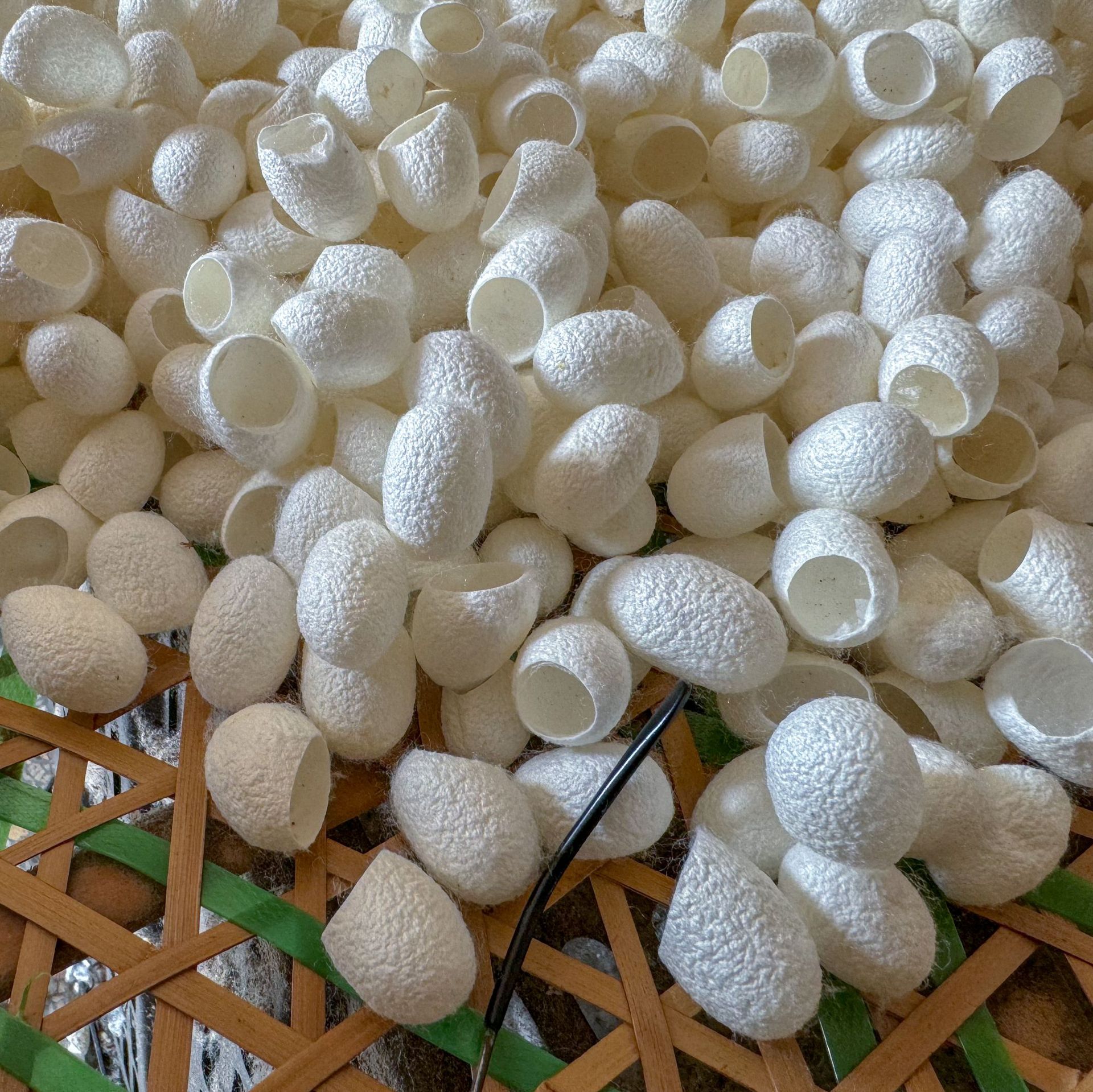 微信图片_20241112113517_edited