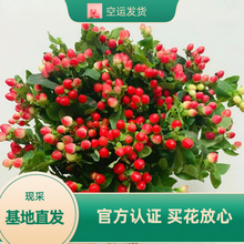 火龙珠昆明直发红豆当天采摘家养花店批发插花用花绿豆节日花束