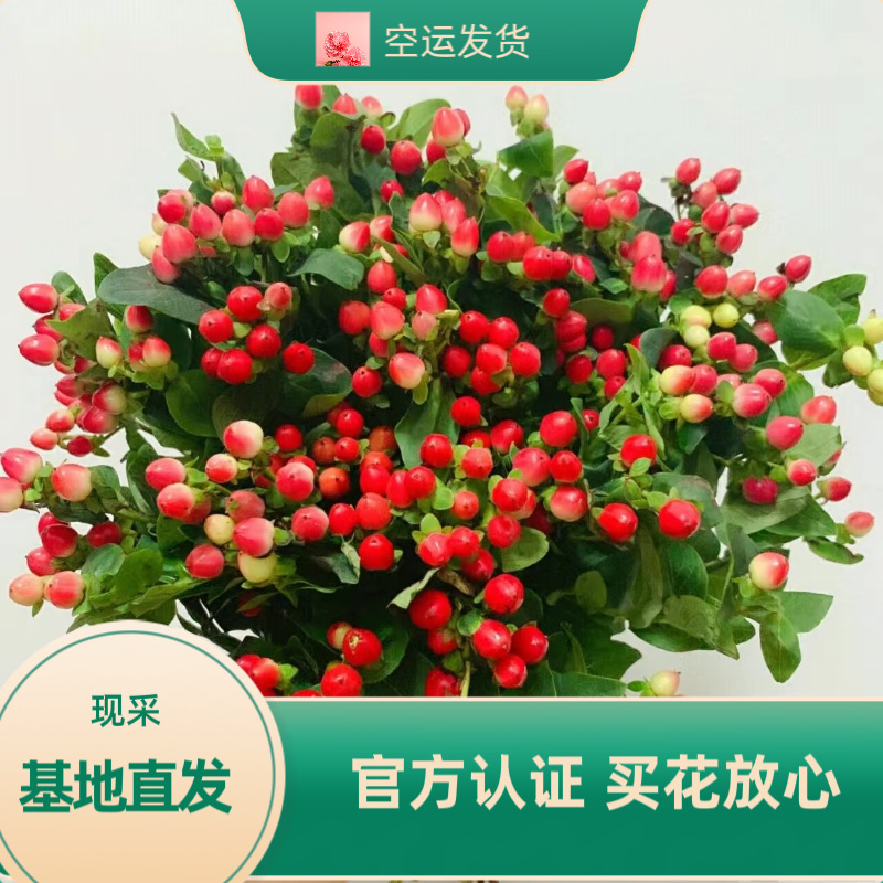 火龙珠昆明直发红豆当天采摘家养花店批发插花用花绿豆节日花束