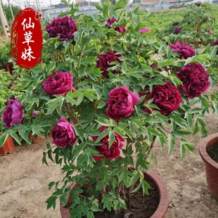 �ʝ������^�pĵ������ �҃����̨���Դ����ذ껨��ĵ���������l