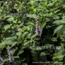 茴藿香种子 香草芳香种子 AniseHyssop 大海索草种子 春夏播种子