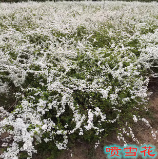 One Piece of Snow Willow Plant Spray Snowflake Seedlings Potted Florals and Green Plants Pearl Plum Spirea Garden Large Seedlings Snow Willow