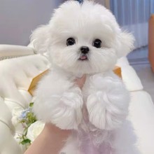 ���N�nϵС�w����Ȯ�w����ë������Ȯ�豭Ȯ̩��С��Ȯ���w���ﹷ