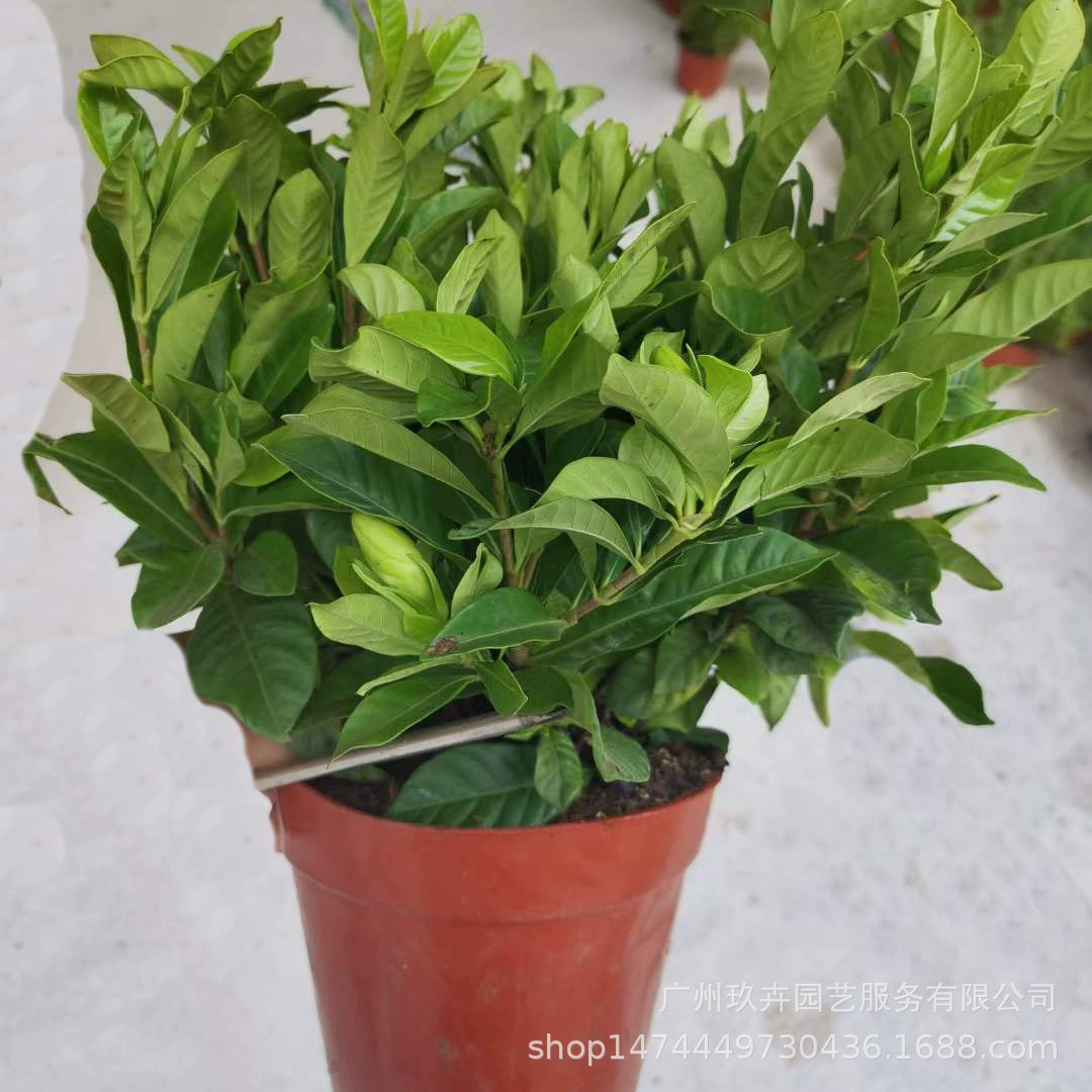 Гардения Цветочная листва Маленький горшок Гостиная Балкон Офис Парк Озеленение Растение Настольное растение в горшке