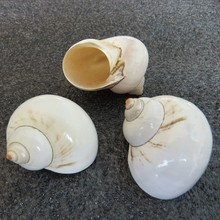 白牛油果螺 寄居蟹替換殼圓殼卷貝魚魚缸造景裝飾天然貝殼海螺