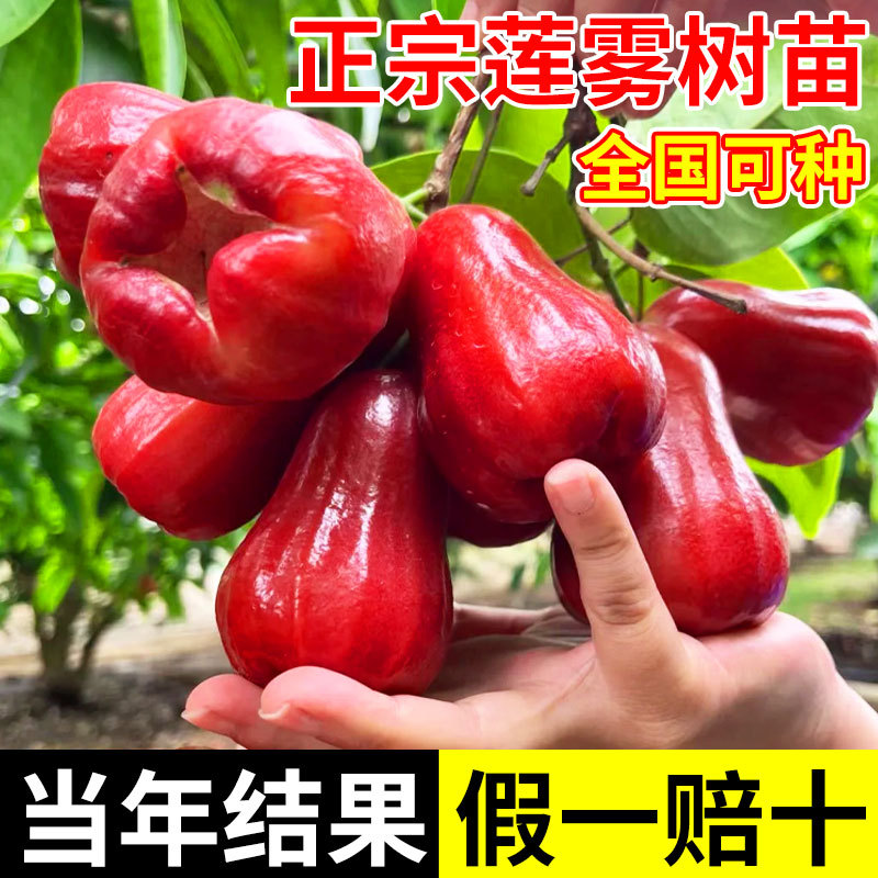 黑金刚莲雾树苗黑糖芭比台湾嫁接四季新品种南方果树庭院地栽带叶