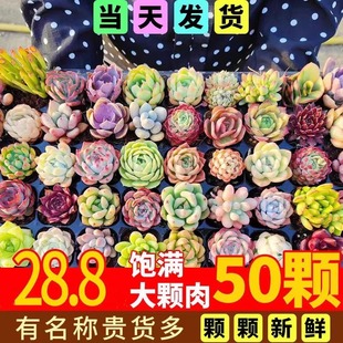 Large Succulent Plants with Old Stems Are Easy to Feed Indoor Succulents for Novices in Kindergarten. Cheap Packages Include Pots and Soil Potted Plants